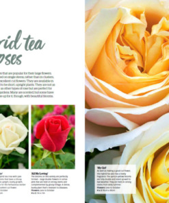 BBC Gardeners’ World Guide Your Guide to Roses 2025 - Tea Roses