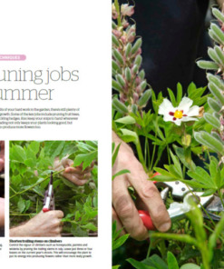 BBC Gardeners’ World Guide Your Pruning Year 2025 Early Summer Pruning