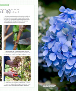 BBC Gardeners’ World Guide Your Pruning Year 2025 Hydrangeas