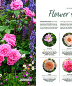 BBC Gardeners’ World Guide Your Guide to Roses 2025 - Flower Shapes