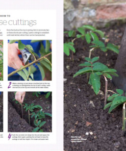 BBC Gardeners’ World Guide Your Guide to Roses 2025 - Rose Cuttings