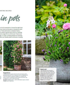 BBC Gardeners’ World Guide Your Guide to Roses 2025 - Roses in Pots