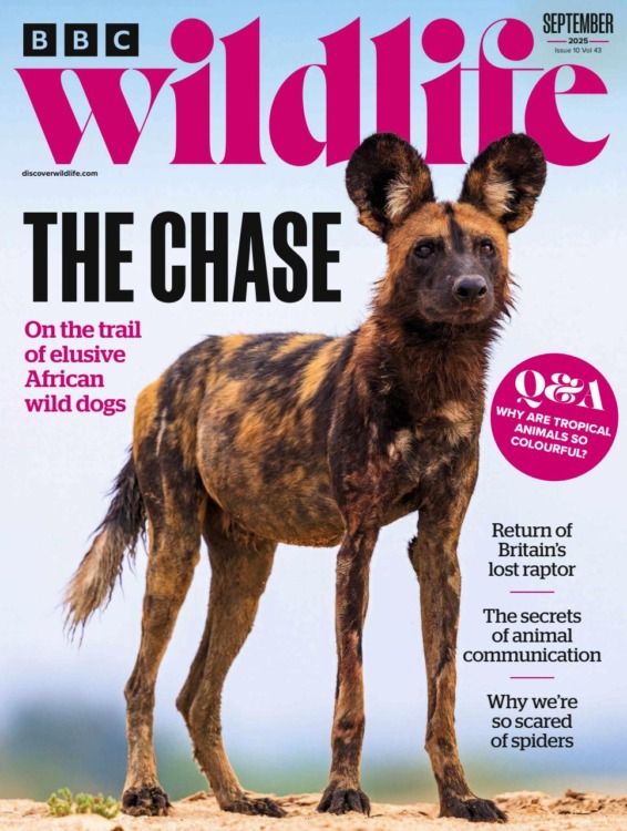 BBC Wildlife Magazine September 2025/534